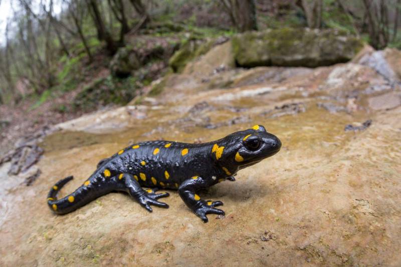 Саламандра - описание земноводного, где обитает, чем питается хвостатая, огненная, огромная саламандра