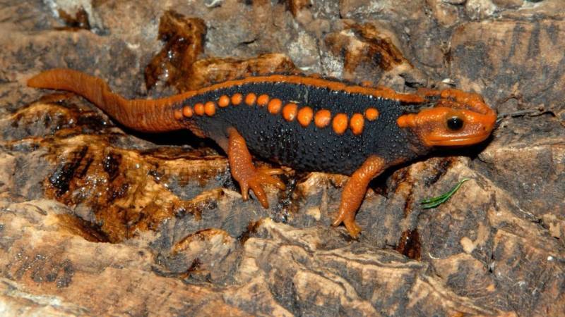 Саламандра - описание земноводного, где обитает, чем питается хвостатая, огненная, огромная саламандра