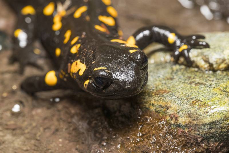 Саламандра - описание земноводного, где обитает, чем питается хвостатая, огненная, огромная саламандра