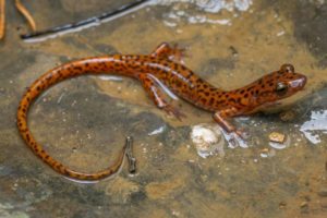саламандра-31-300x200.jpg