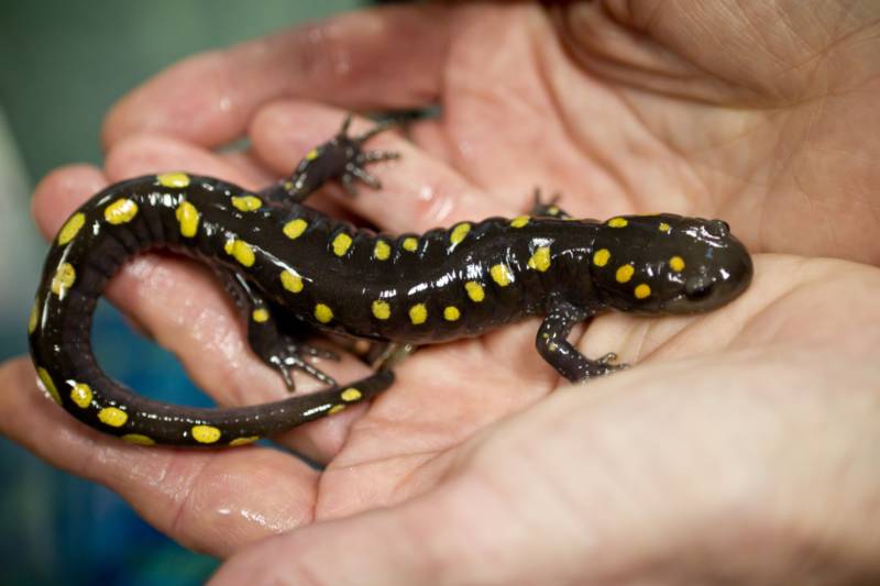 Саламандра - описание земноводного, где обитает, чем питается хвостатая, огненная, огромная саламандра