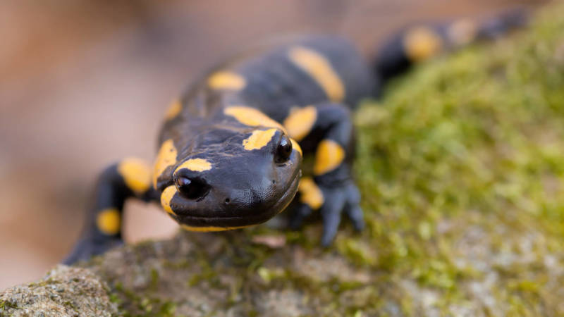 Саламандра - описание земноводного, где обитает, чем питается хвостатая, огненная, огромная саламандра