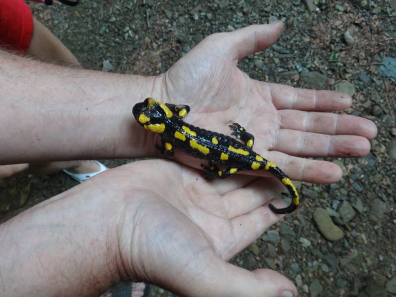 Саламандра - описание земноводного, где обитает, чем питается хвостатая, огненная, огромная саламандра