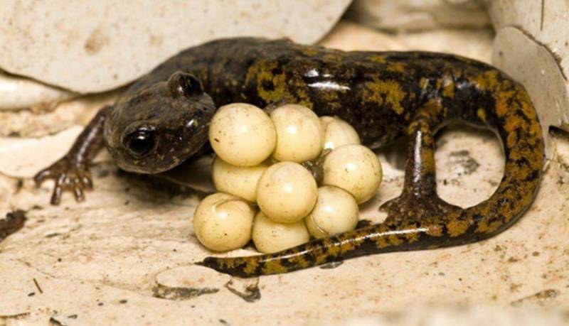 Саламандра - описание земноводного, где обитает, чем питается хвостатая, огненная, огромная саламандра