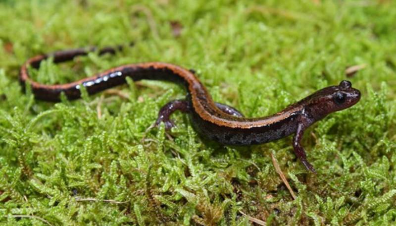 Саламандра - описание земноводного, где обитает, чем питается хвостатая, огненная, огромная саламандра