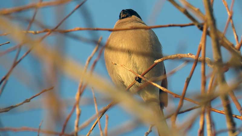 Куда улетает летом жить снегирь, где можно встретить зимой перелетных птиц