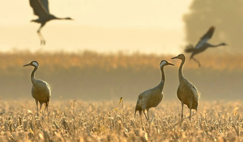 серый журавль 13