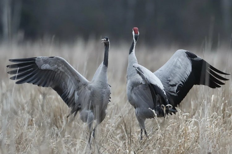 серый журавль 14