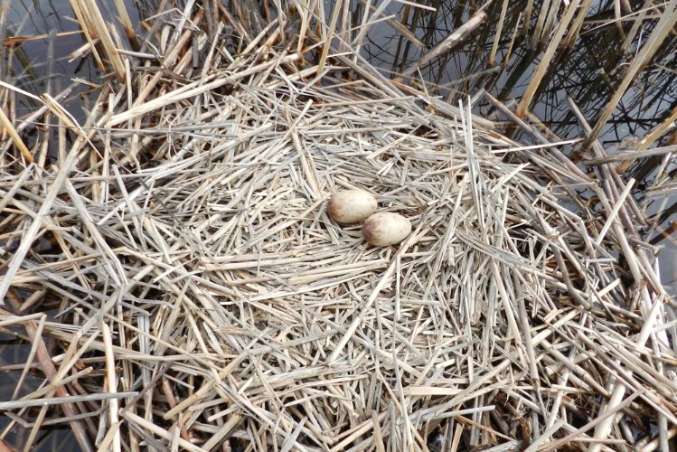 серый журавль 15