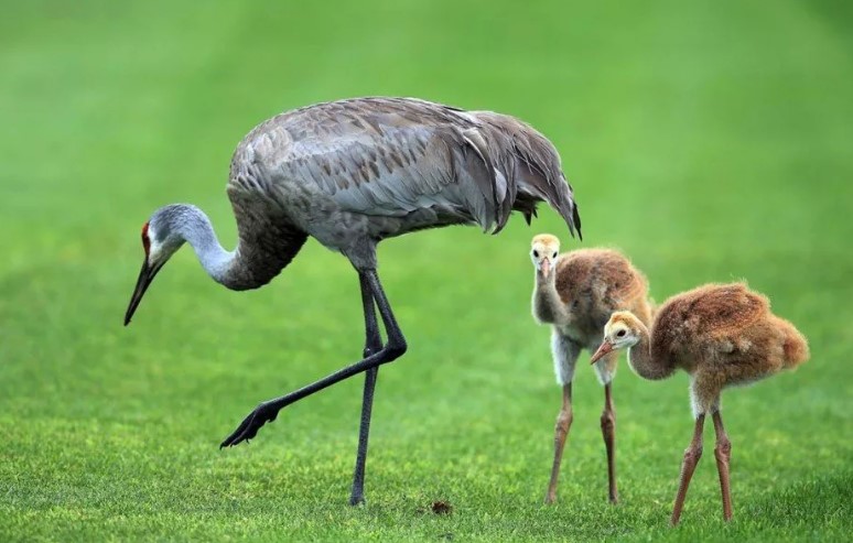 серый журавль 17