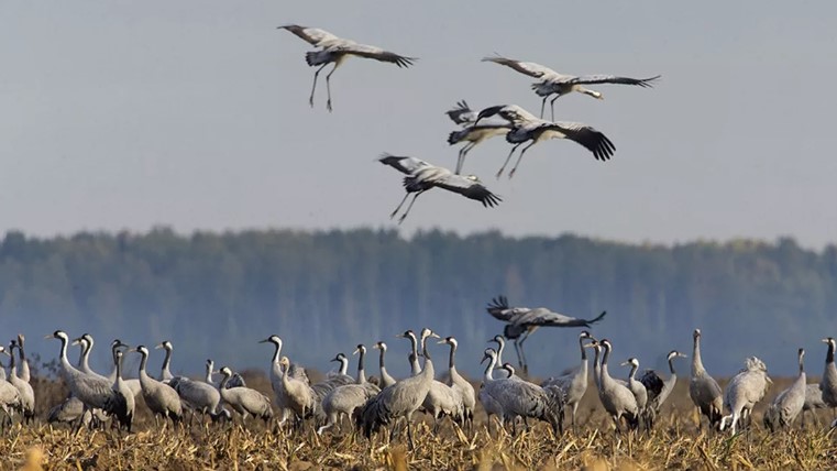 серый журавль 18