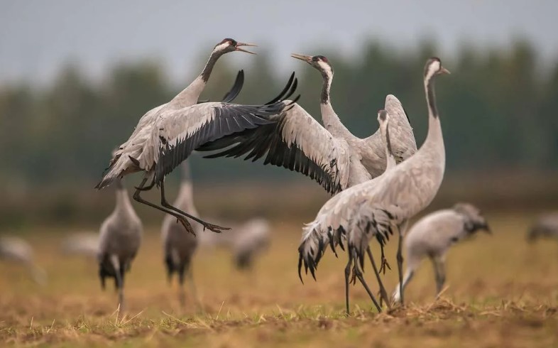 серый журавль 19