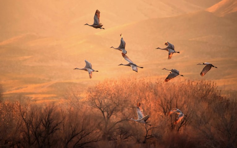 серый журавль 21