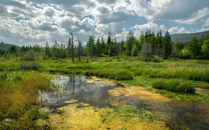 серый журавль 3