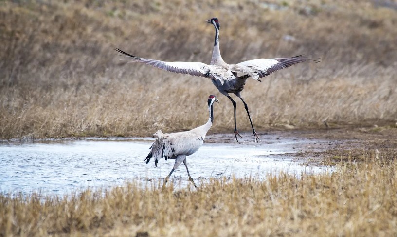 серый журавль 4