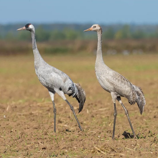 серый журавль 5