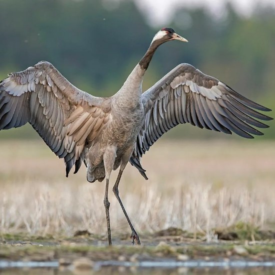 серый журавль 6