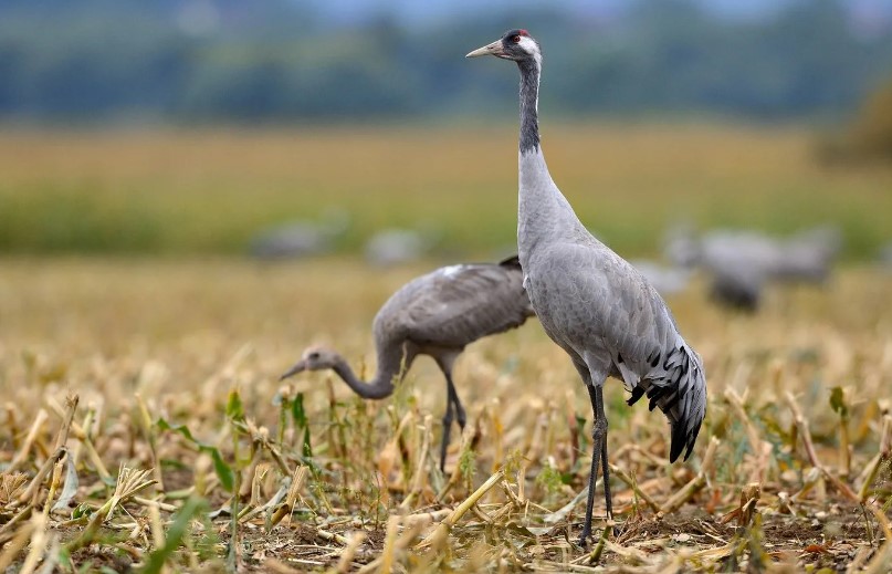 серый журавль 7