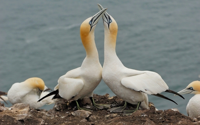 Самка и самец Самка и самец