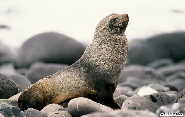 Сивуч-животное-описание-особенности-образ-жизни-и-среда-обитания-8