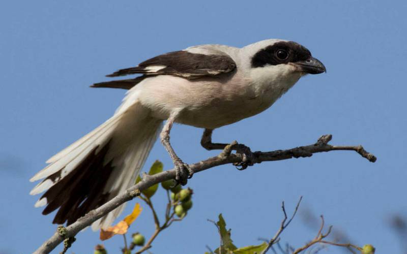 Болезнь Грея Болезнь Грея