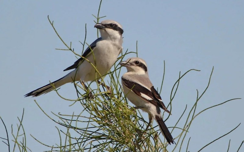 Красивые птицы Красивые птицы