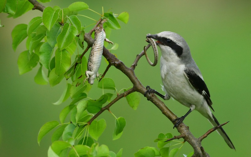 Поедает добычу Поедает добычу
