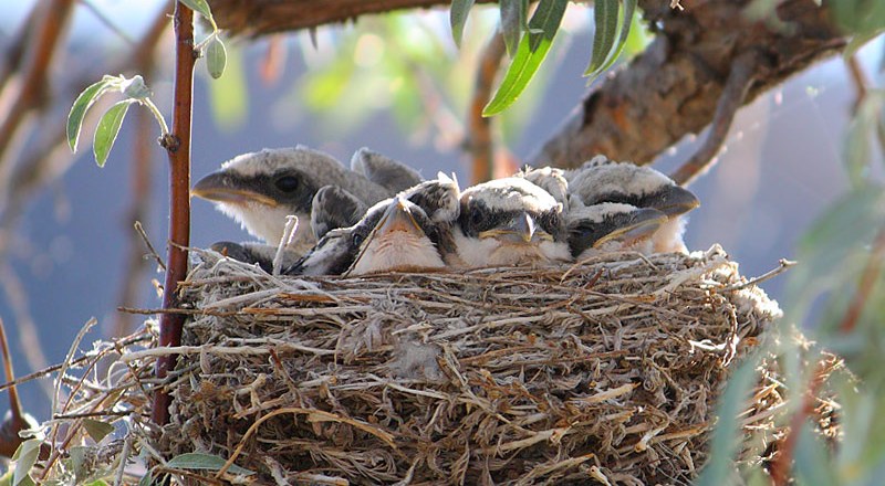 Птенцы сорокопута Птенцы сорокопута