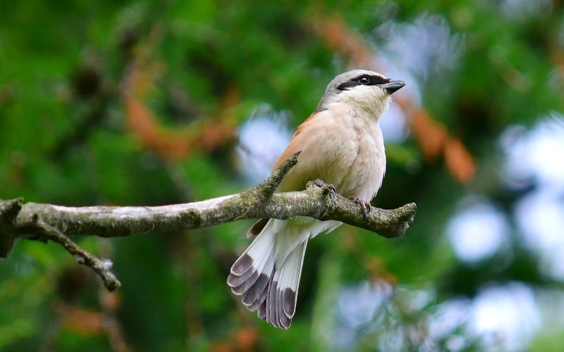 Сидя на ветке Сидя на ветке