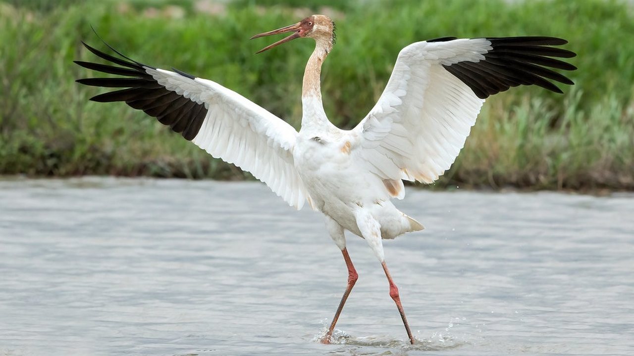 Стерх – самое редкое животное России, фото