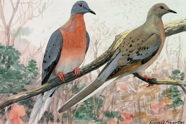 Странствующие голуби