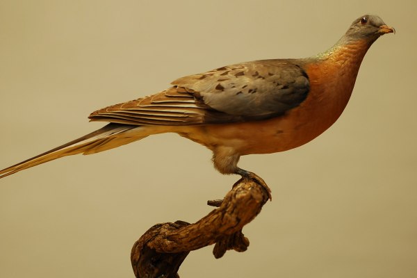 Странствующий голубь