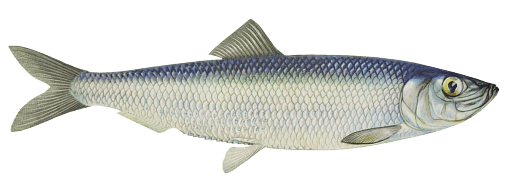 Какая бывает сельдь: названия, разновидности, интересные факты