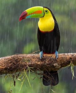 тукан-1-245x300.jpg