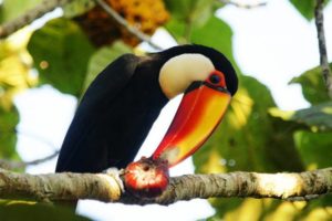тукан-1-300x200.jpeg