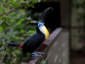 тукан-15-300x226.jpg