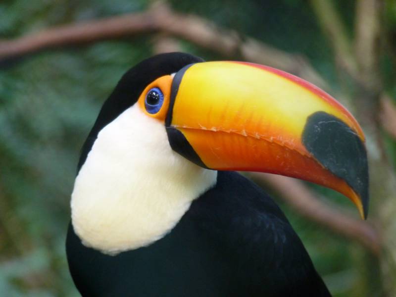 Птица тукан: описание, как выглядит, где обитает, чем питается, разновидности, интересные факты