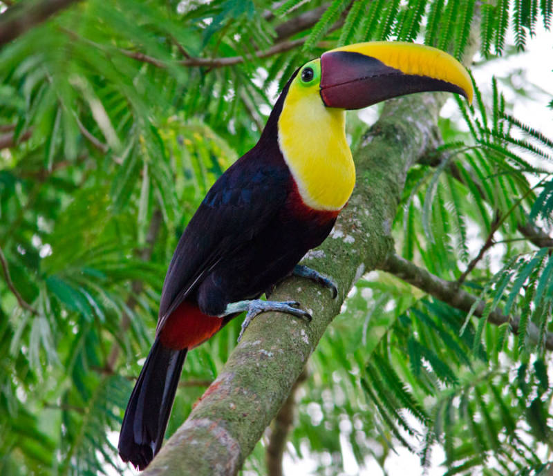 Птица тукан: описание, как выглядит, где обитает, чем питается, разновидности, интересные факты