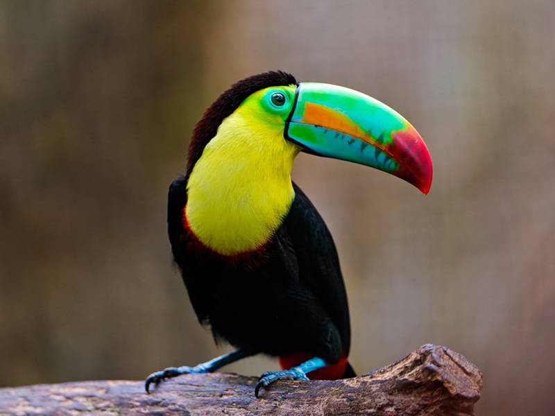 Птица тукан: описание, как выглядит, где обитает, чем питается, разновидности, интересные факты