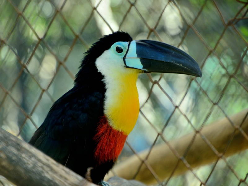 Птица тукан: описание, как выглядит, где обитает, чем питается, разновидности, интересные факты