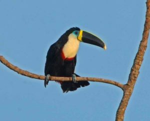 тукан-9-300x242.jpeg