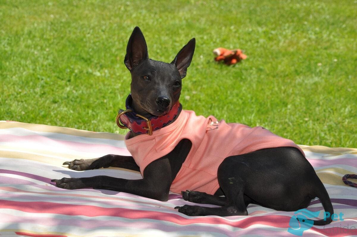 Уход за американским голым терьером Уход за американским голым терьером