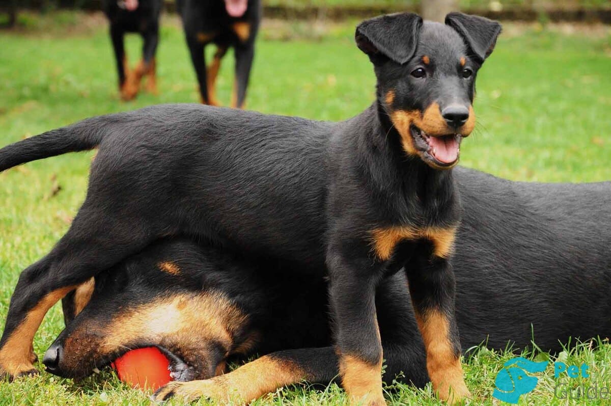 Уход за босероном