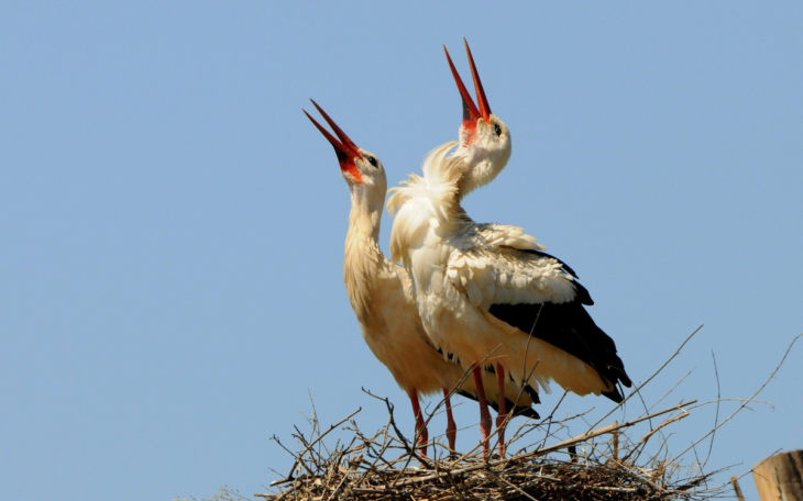 Описание и характеристики аиста: чем питаются, где живут и сколько живут