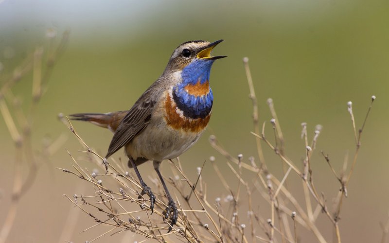 Варакушка – прекрасный певун Варакушка – прекрасный певун