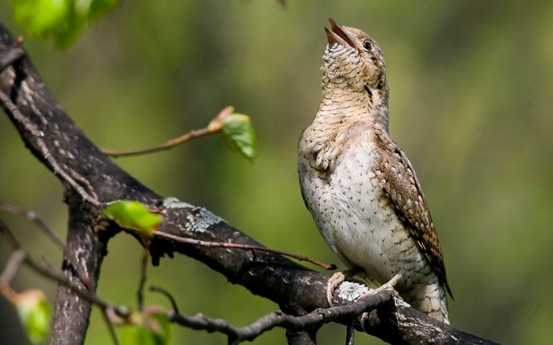 Вертишейка поет Вертишейка поет