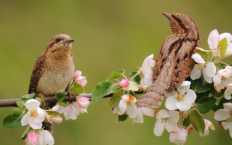 Вертушки в цветах Вертушки в цветах