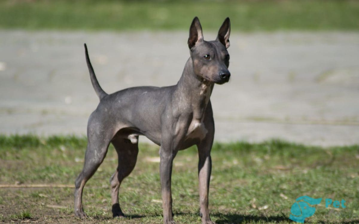 Внешность американского голого терьера Внешность американского голого терьера