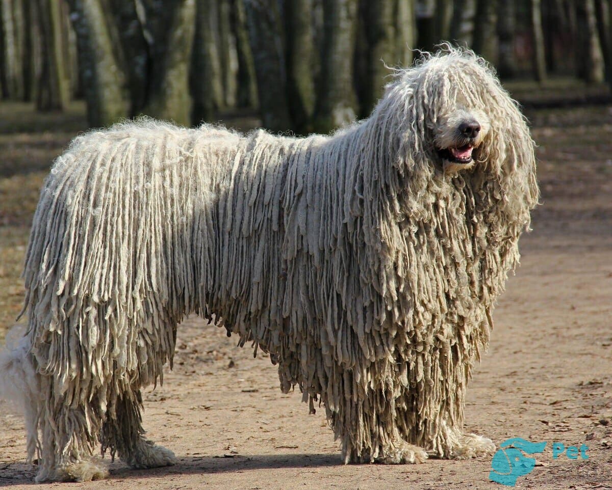 Внешность венгерской водяной собаки