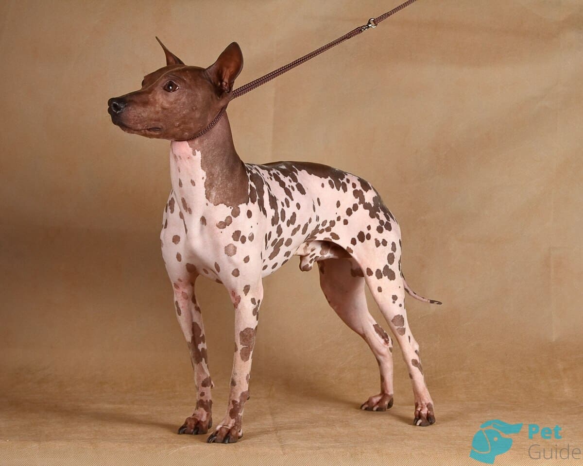 Воспитание американского голого терьера Воспитание американского голого терьера